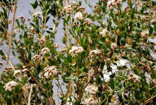 Baccharis scandens (Chilca negra) — photo