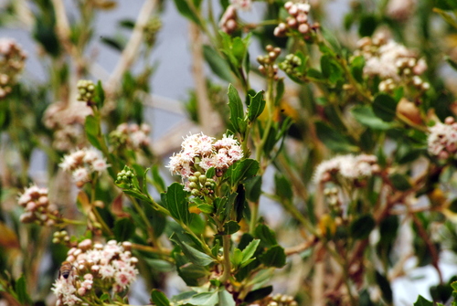 Baccharis scandens