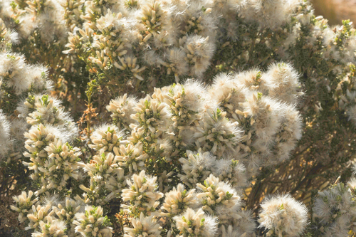Baccharis tola var. incarum (Lejia) — photo
