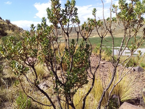 Baccharis tola var. incarum (Lejia) — photo