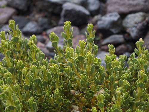 Baccharis tola var. incarum