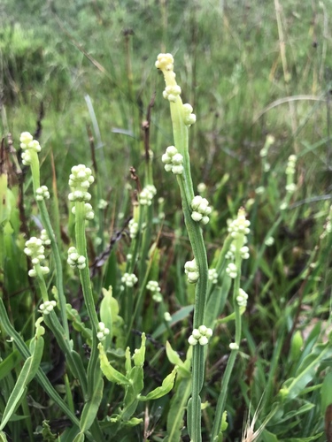 Baccharis trimera — photo