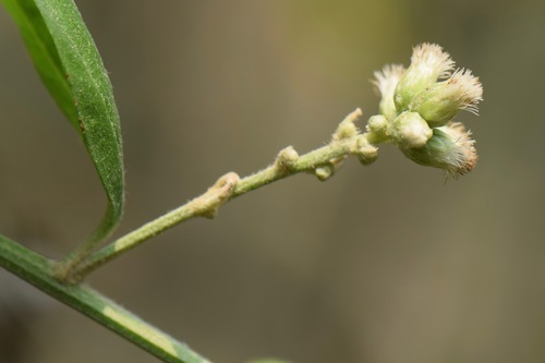 Baccharis trinervis — photo