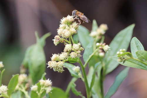 Baccharis trinervis — photo