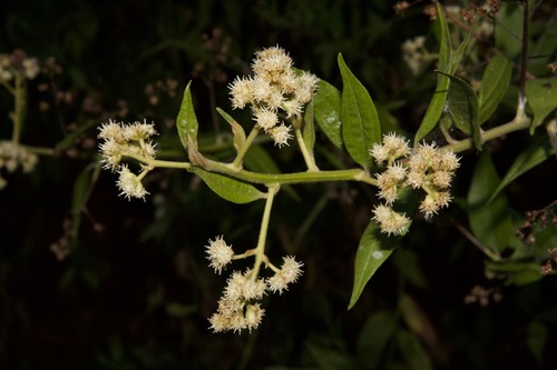 Baccharis trinervis