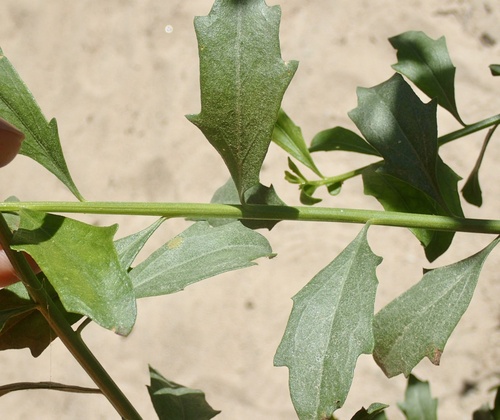 Baccharis viminea (Mule's fat) — photo
