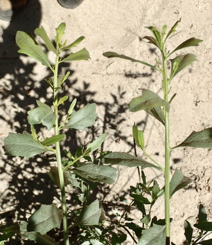 Baccharis viminea (Mule's fat) — photo