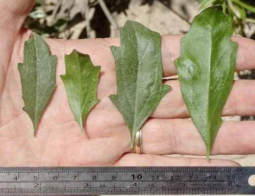 Baccharis viminea