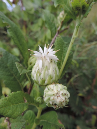 Baccharoides adoensis (Shire vernonia) — photo
