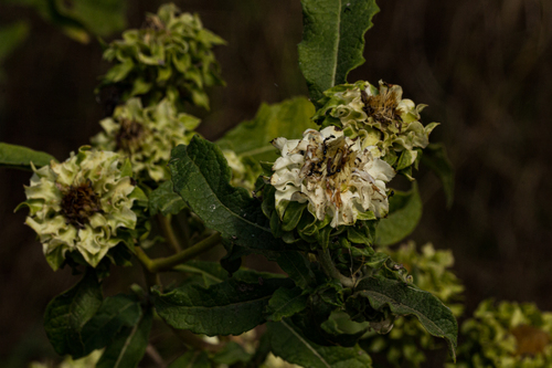 Baccharoides adoensis (Shire vernonia) — photo