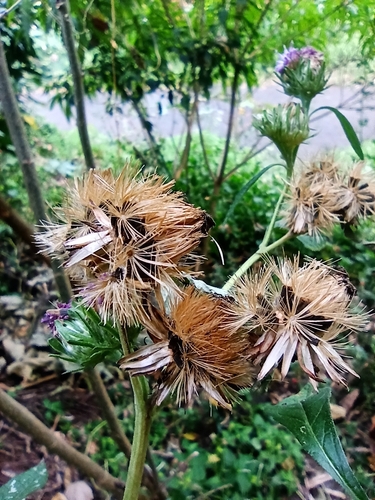 Baccharoides anthelmintica