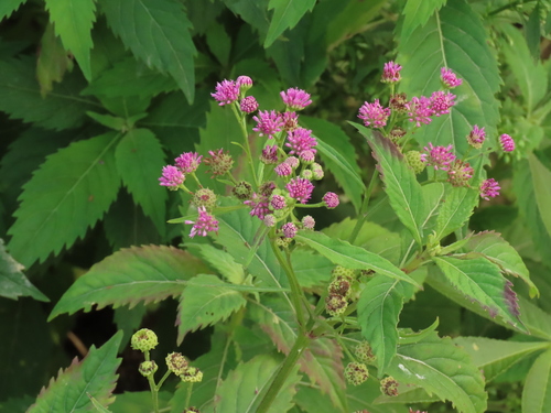 Baccharoides anthelmintica (Ironweed) — photo
