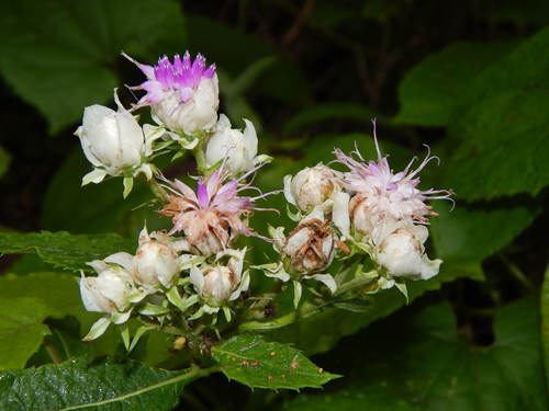 Baccharoides calvoana — photo