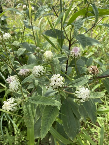 Baccharoides calvoana