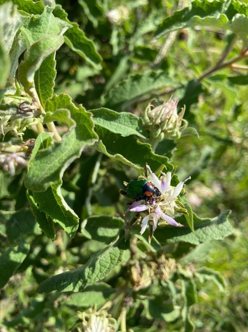 Baccharoides lasiopus — photo