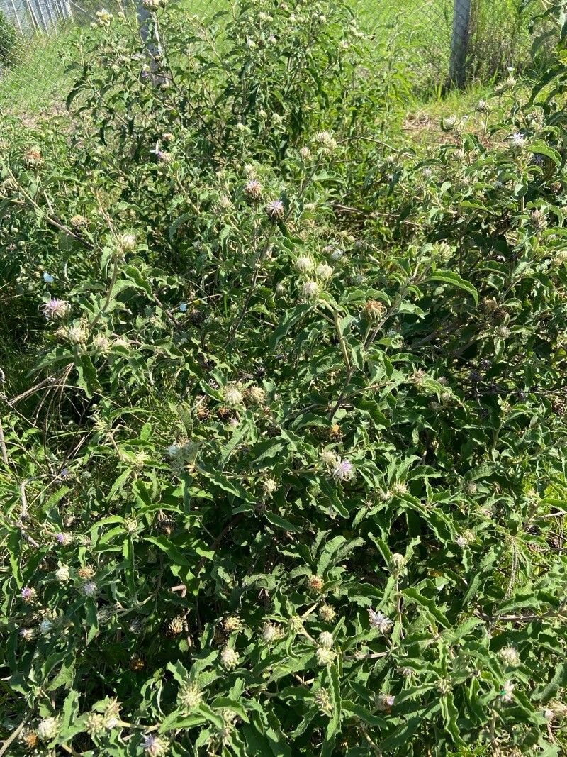 Baccharoides lasiopus