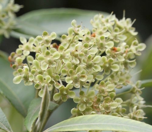 Backhousia citriodora (Lemon Myrtle) — photo