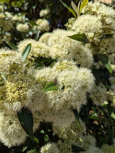 Backhousia citriodora (Lemon Myrtle) — photo