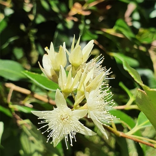 Backhousia myrtifolia (Nutmeg myrtle) — photo