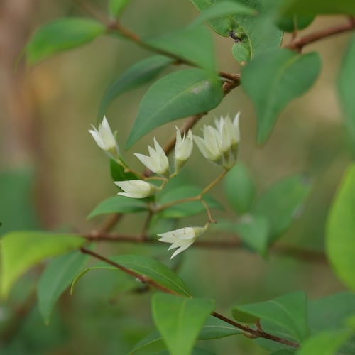 Backhousia myrtifolia (Nutmeg myrtle) — photo