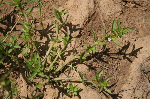 Bacopa crenata — photo