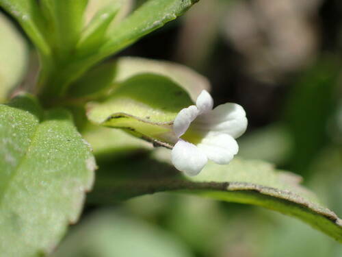 Bacopa crenata — photo