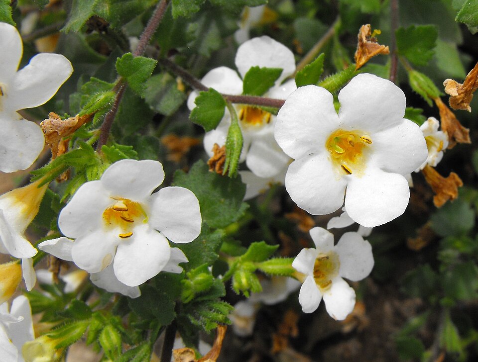 Bacopa sp. — photo