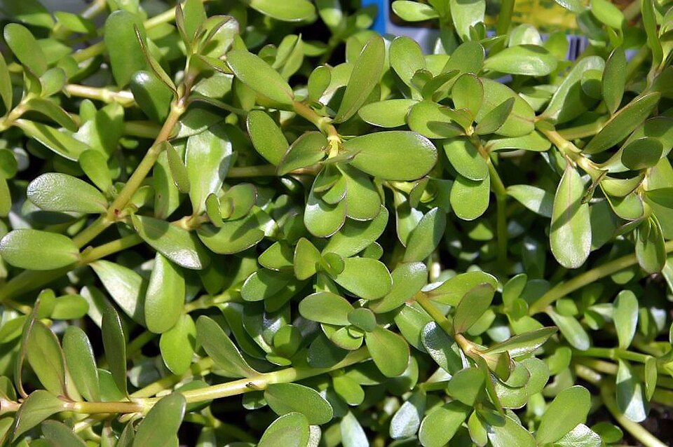 Bacopa sp.