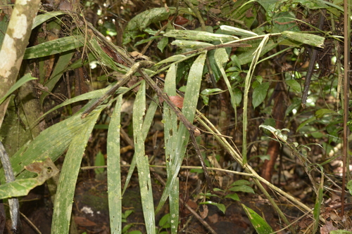 Bactris acanthocarpa (Spiny fruit spiny clubpalm) — photo