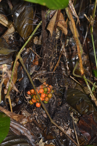 Bactris acanthocarpa (Spiny fruit spiny clubpalm) — photo