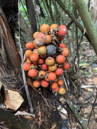 Bactris acanthocarpa