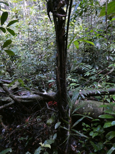 Bactris acanthocarpoides — photo
