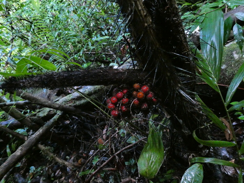 Bactris acanthocarpoides — photo