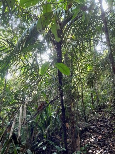 Bactris acanthocarpoides