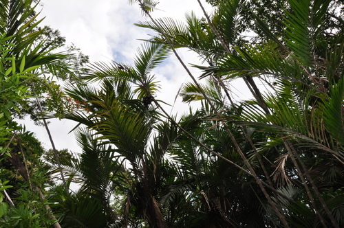 Bactris baculifera — photo