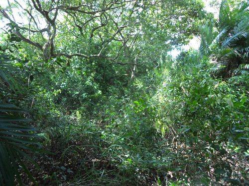 Bactris baculifera — photo
