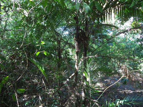 Bactris baculifera