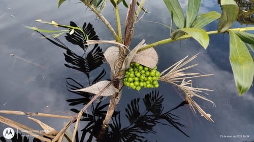 Bactris bidentula