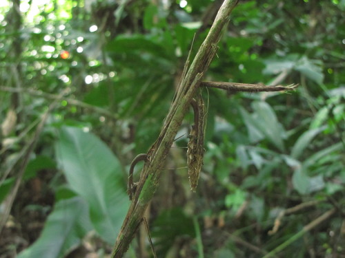 Bactris bifida — photo