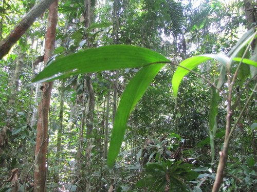 Bactris bifida