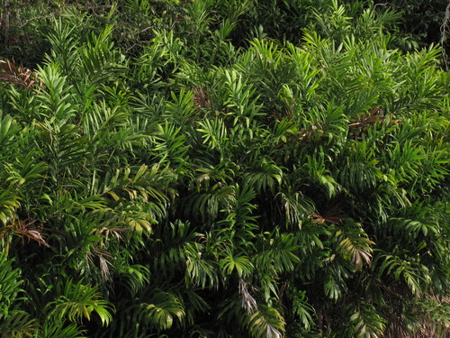 Bactris brongniartii
