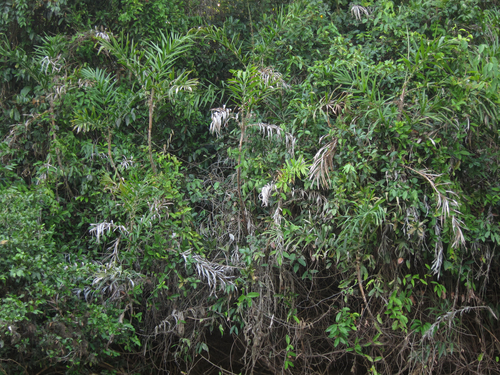 Bactris brongniartii (Bango palm) — photo