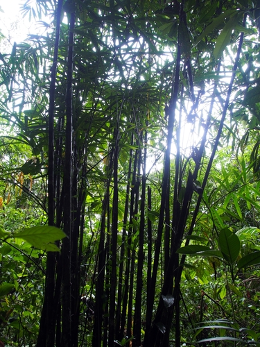 Bactris coloradonis — photo