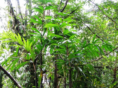 Bactris coloradonis — photo