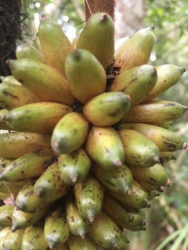 Bactris concinna (Elegant spinyclubpalm) — photo