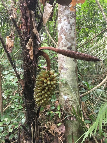 Bactris concinna (Elegant spinyclubpalm) — photo