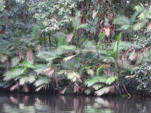 Bactris concinna