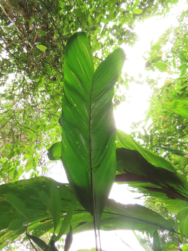 Bactris corossilla — photo