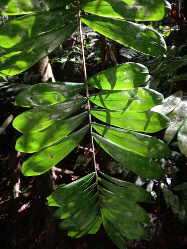 Bactris elegans