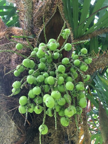 Bactris ferruginea (Mane-velho) — photo